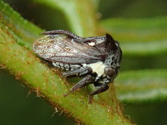 Acanthuchus trispinifer