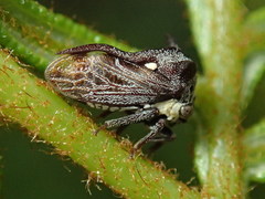 Acanthuchus trispinifer