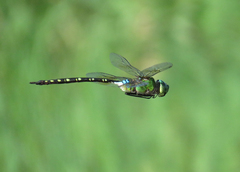 Anax gibbosulus
