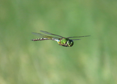 Anax gibbosulus