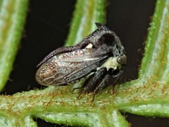 Acanthuchus trispinifer