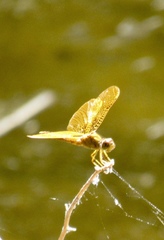 Perithemis intensa