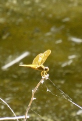 Perithemis intensa