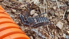 Acanthophrynus coronatus