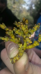 Arceuthobium vaginatum cryptopodum