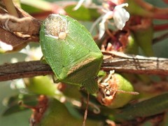 Ocirrhoe unimaculata