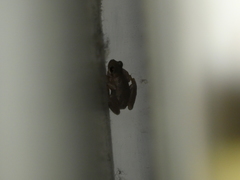 Litoria dentata