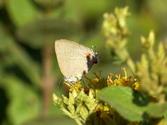 Contrafacia muattina