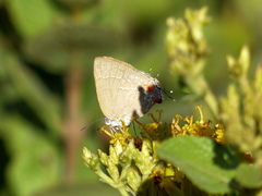 Contrafacia muattina