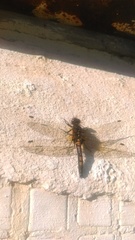 Leucorrhinia rubicunda