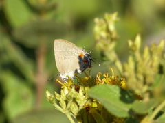 Contrafacia muattina