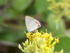 Contrafacia muattina