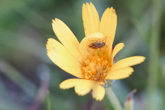 Conostethus venustus