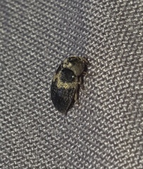 Attagenus fasciatus