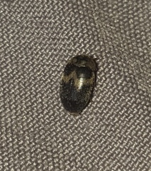 Attagenus fasciatus