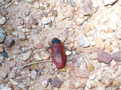 Temognatha variabilis
