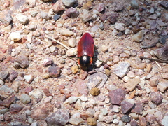 Temognatha variabilis