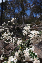 Pimelea nivea