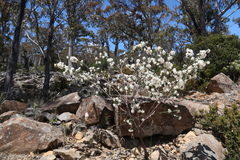Pimelea nivea