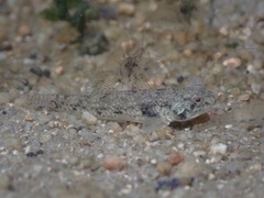 Pseudogobius taijiangensis