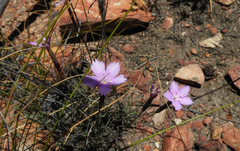 Dianthus thunbergii