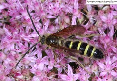 Megacampsomeris prismatica