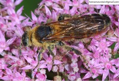 Megacampsomeris prismatica