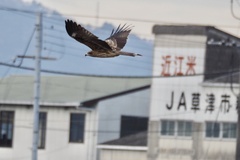 Milvus migrans lineatus