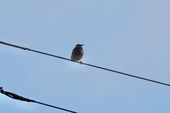 Spodiopsar cineraceus