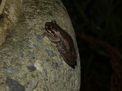 Litoria dentata