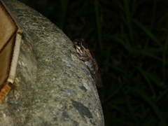 Litoria dentata