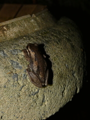 Litoria dentata