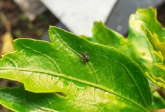 Oxycarenidae