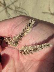 Agropyron dasyanthum