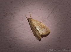 Crocidolomia suffusalis