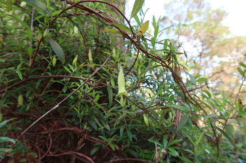 Image of Billardiera macrantha by no rights reserved