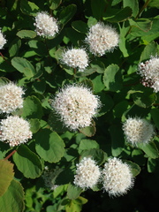Spiraea beauverdiana
