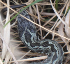 Vipera renardi