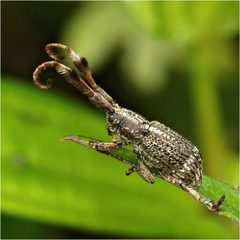 Lychrosimorphus striatellus