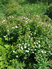 Spiraea beauverdiana