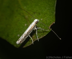 Epicephala acrobaphes