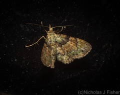 Gymnoscelis derogata