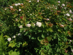 Spiraea beauverdiana