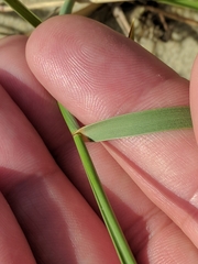Agropyron dasyanthum