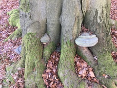 Ganoderma pfeifferi