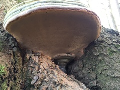 Ganoderma pfeifferi