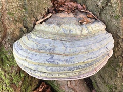 Ganoderma pfeifferi