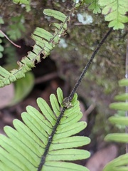 Pecluma plumula