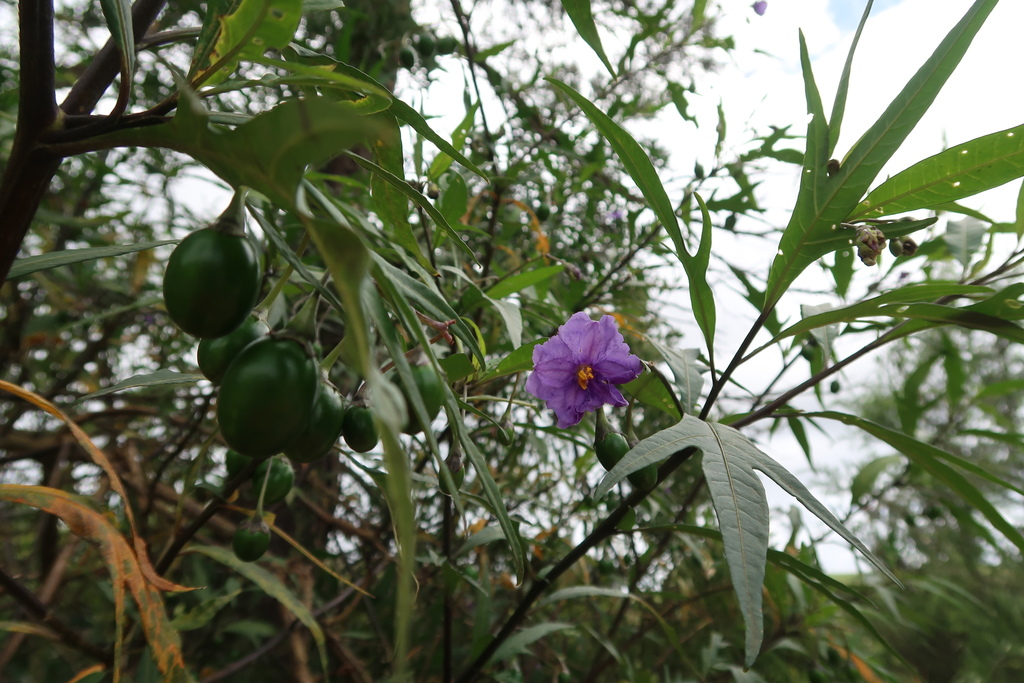 kangaroo-apple from Wynyard TAS 7325, Australia on 16 November, 2020 at ...