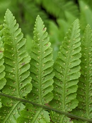 Macrothelypteris torresiana image
